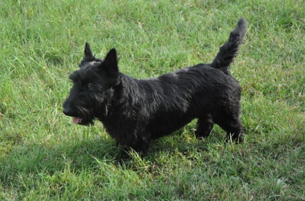 AKC Male Scottish Terrier Puppies In Texas | Brister Family Terriers