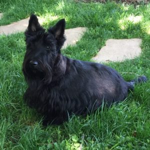 Scottish Terrier Puppies from Brister Family Terriers