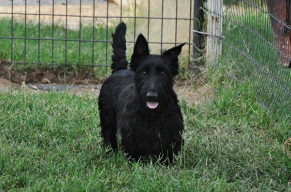 AKC Scottish Terrier Puppies For Sale & Breeders in Texas | Brister ...