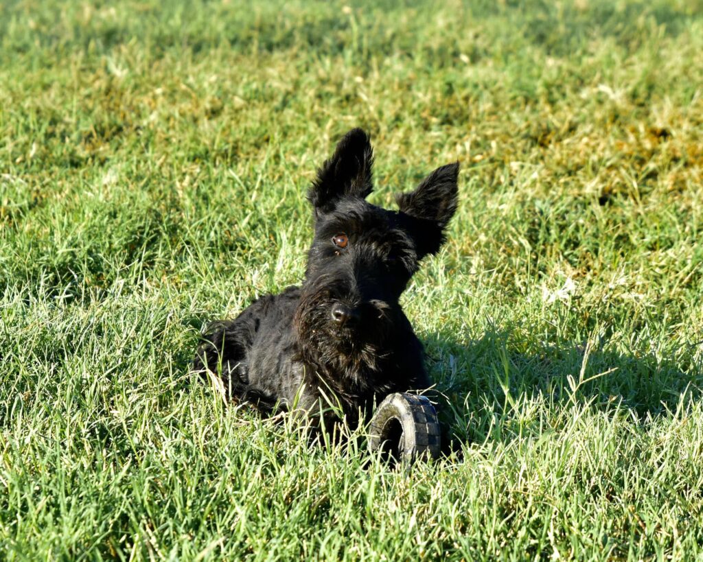 AKC Scottish Terrier Puppies For Sale & Breeders in Texas by Brister ...